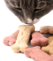 Cat Sniffing Dog Treat - Stock Image: 3716352